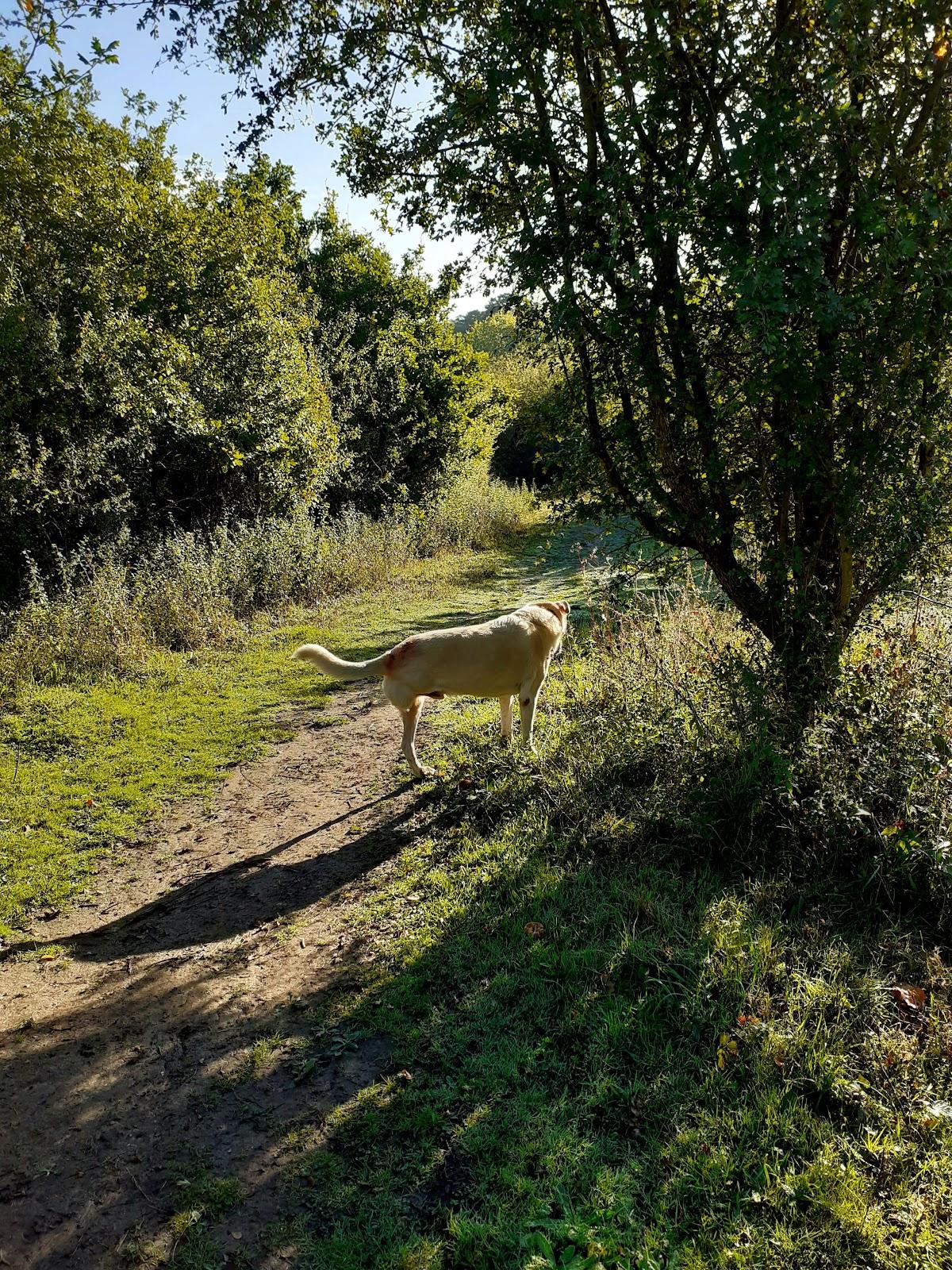 Pig Leg Lane