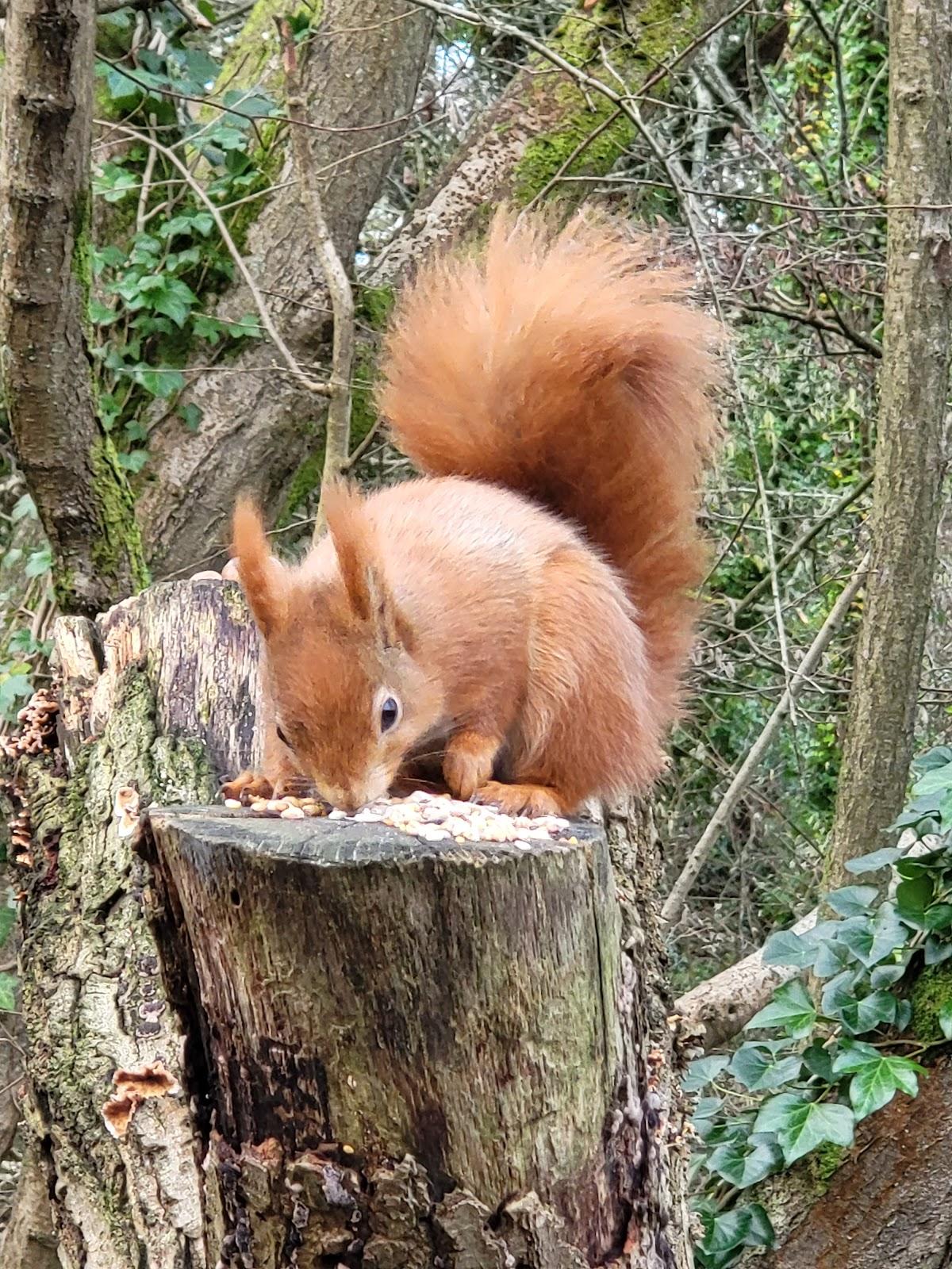 Alverstone Mead