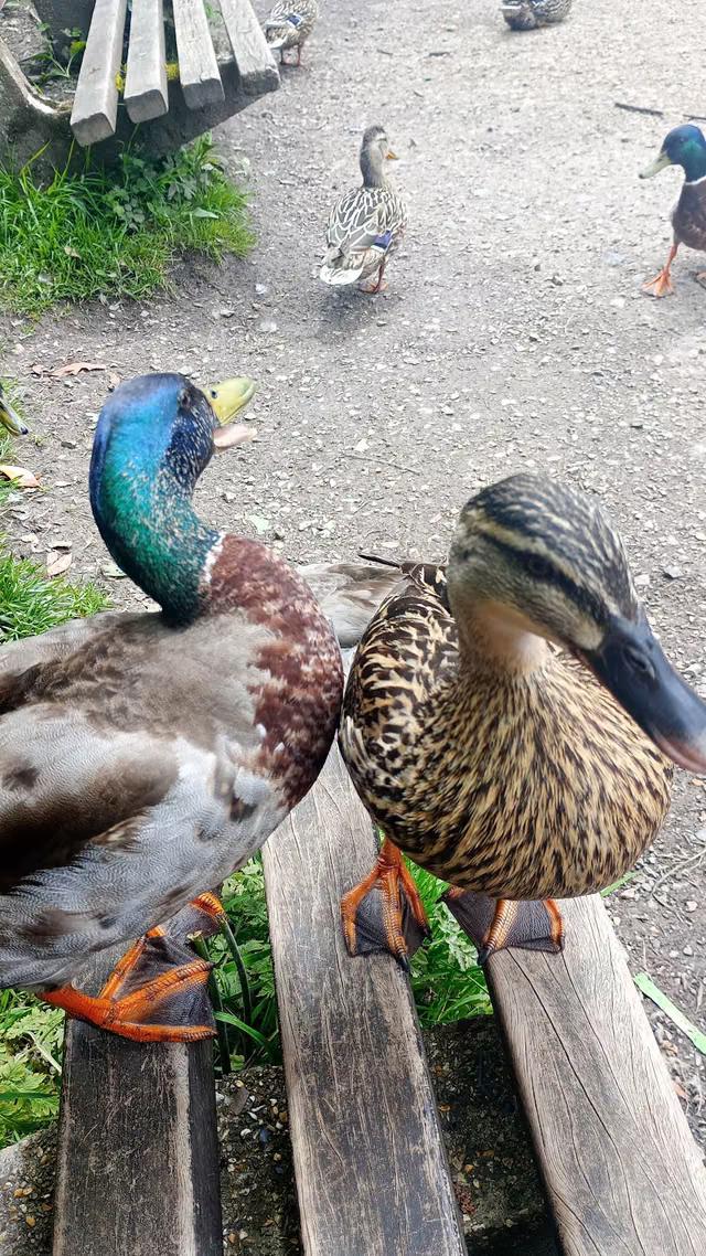 Amy’s Swan and Duck Food Table
