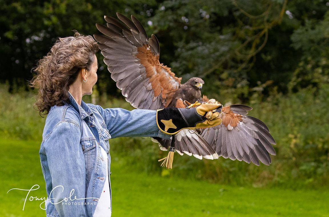 Hampshire Hawk Walks
