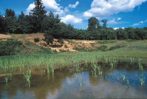 Hitchcopse Pit