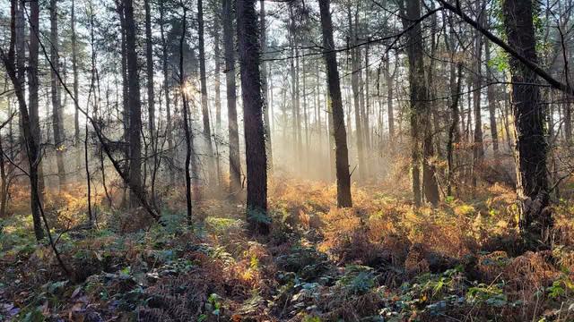 Creech Wood