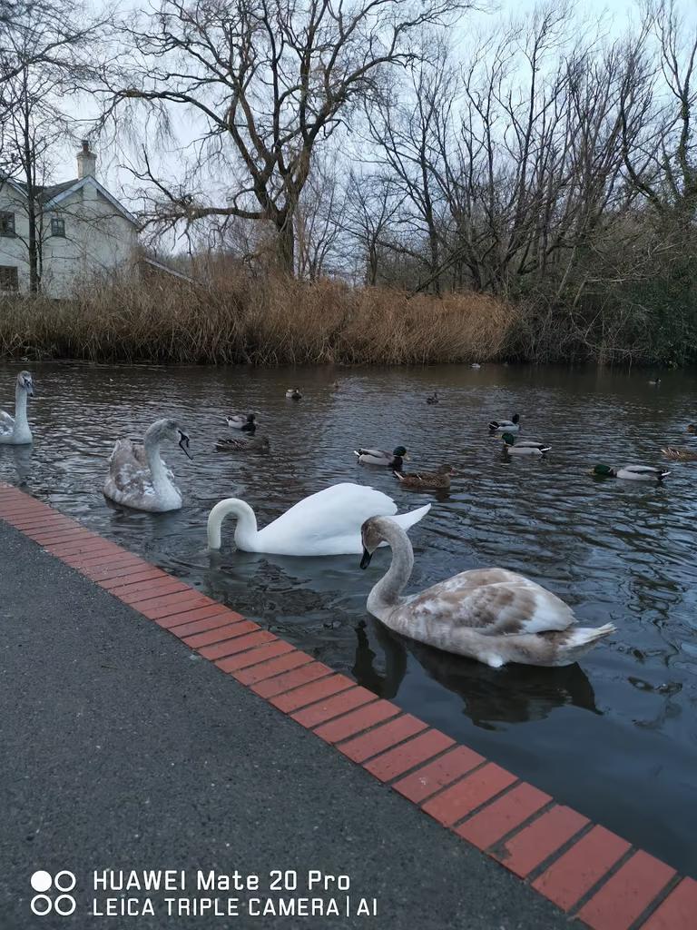 Langstone Mill Pond