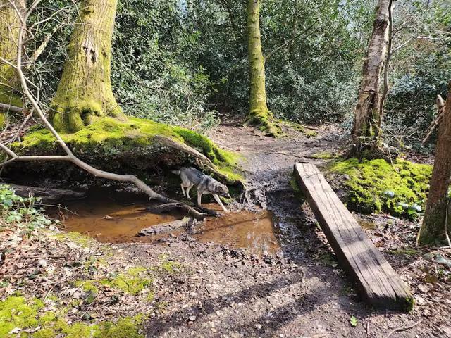 Hollybank Woods