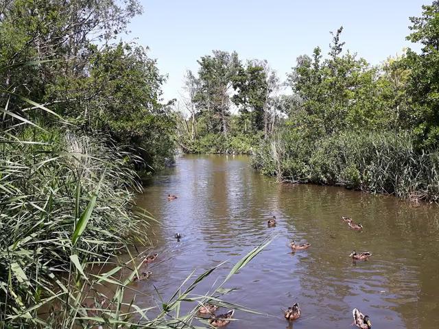 Langstone Meadows