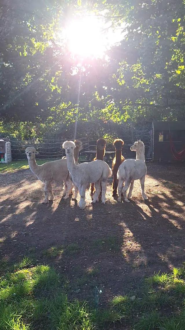 Alpacas at daisy farm