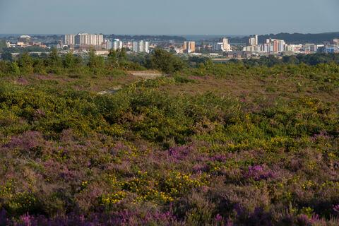 Parley Common Nature Reserve