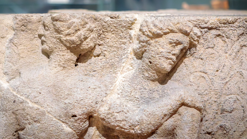 The Novium Museum