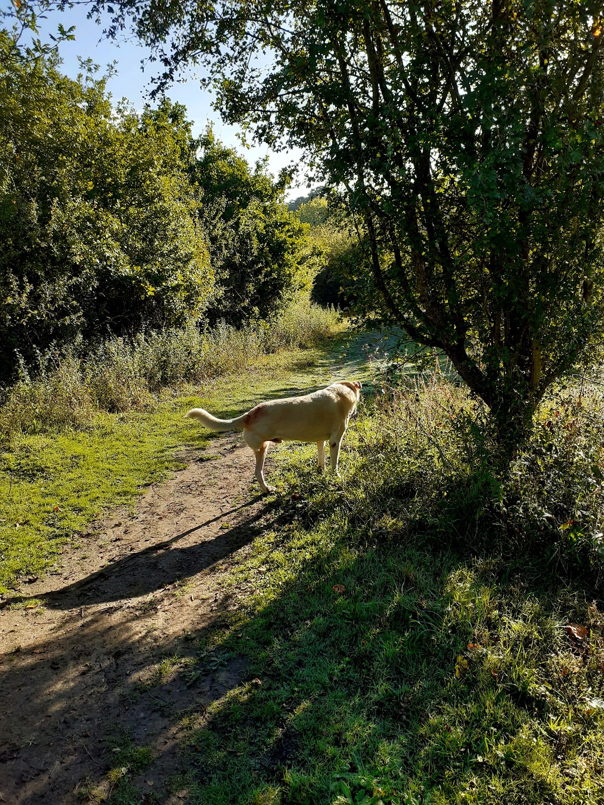 Pig Leg Lane