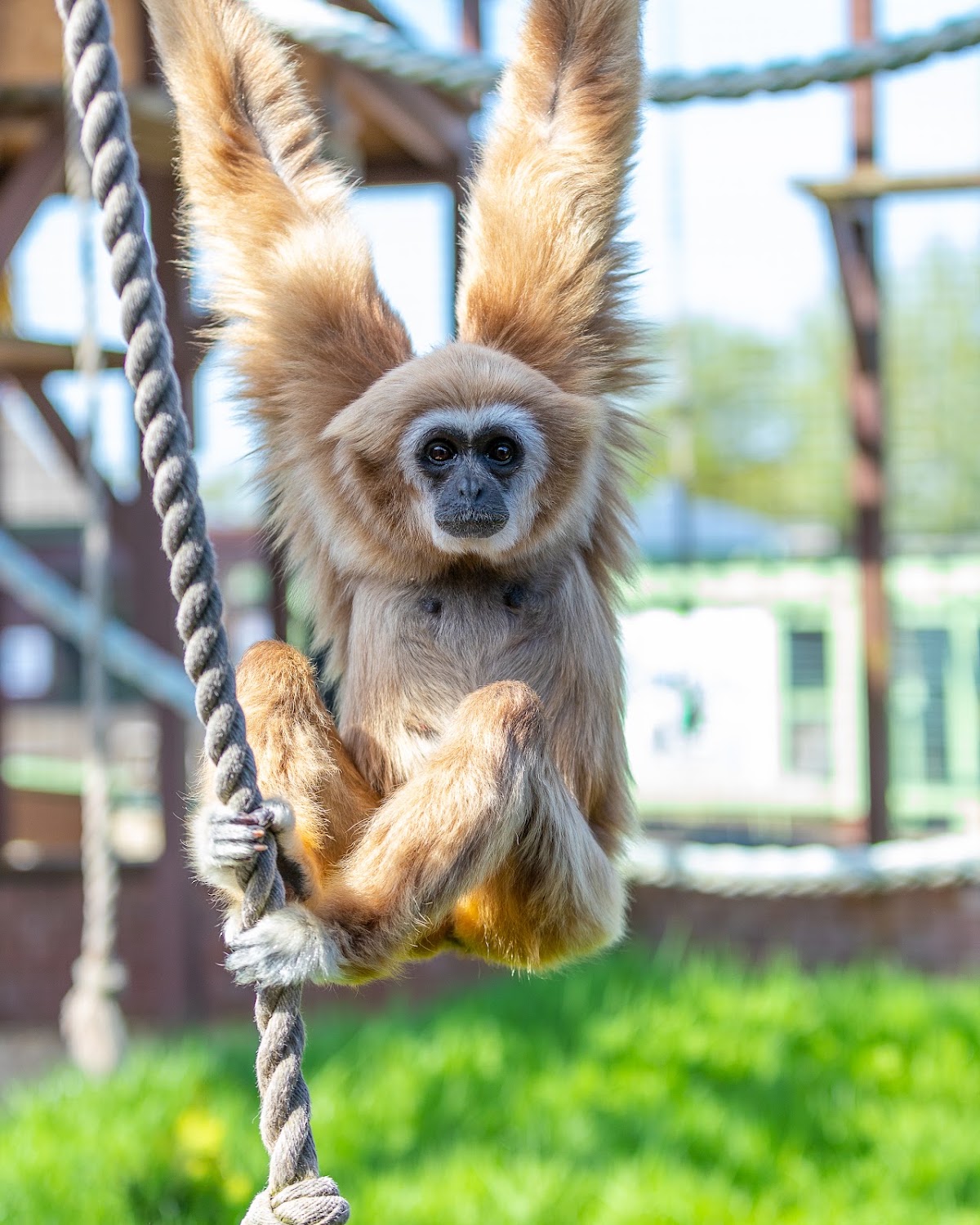 Monkey Haven - Primate Rescue Centre