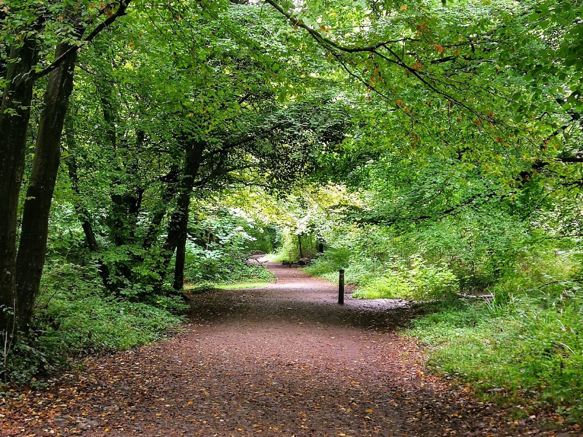 National Trust - Leigh Woods