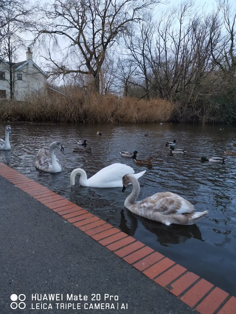 Langstone Mill Pond