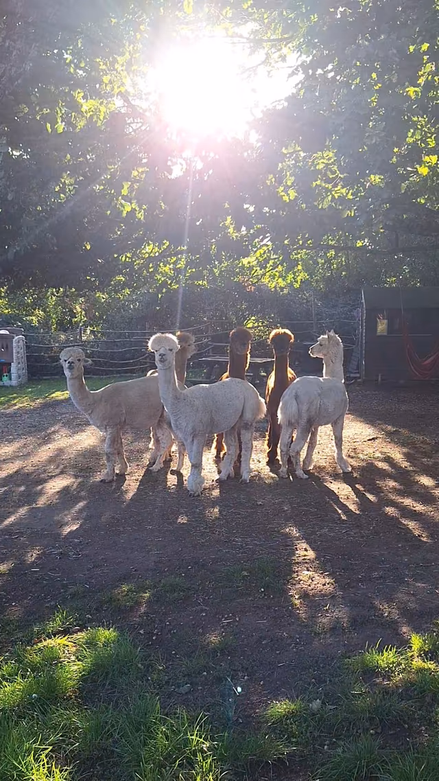 Alpacas at daisy farm