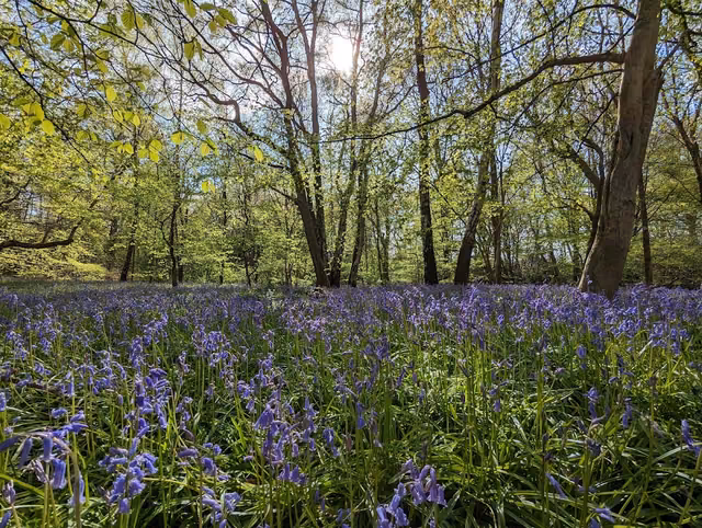 Bedelands Nature Reserve