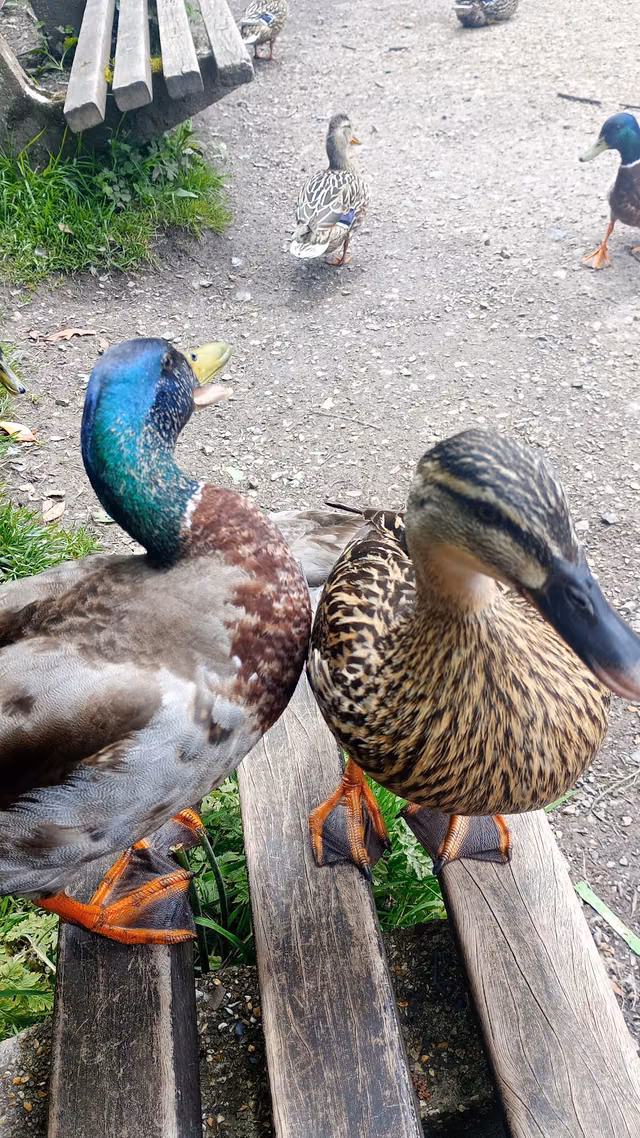 Amy’s Swan and Duck Food Table
