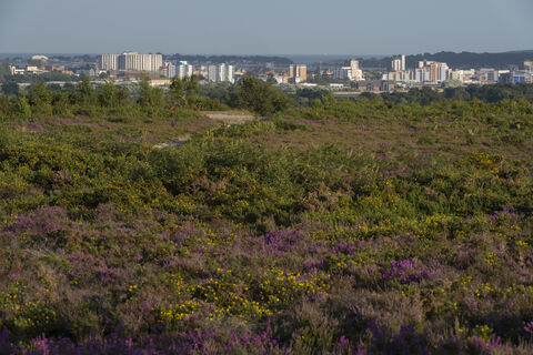 Parley Common Nature Reserve