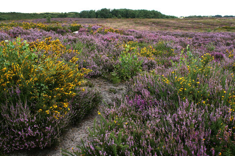 Upton Heath