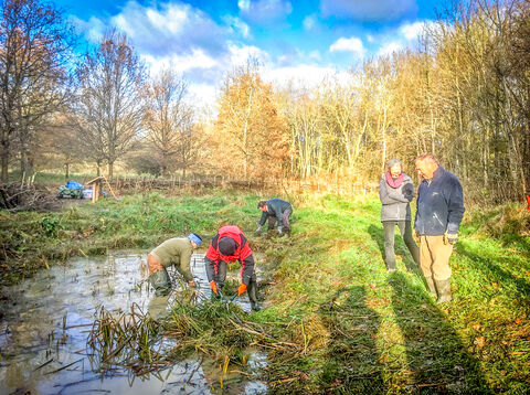 Hanwell Brook Wetland